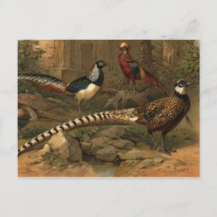 Pheasants postcard