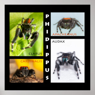 Phidippus jumping spider set poster