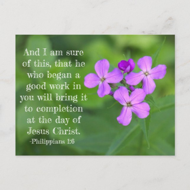Philippians 1:6 Wildflowers Postcard (Front)