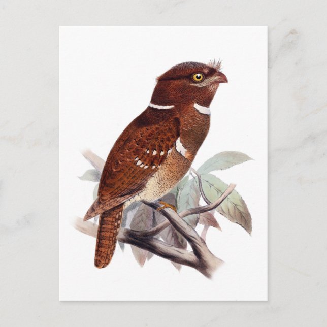 Philippine Frogmouth Postcard (Front)