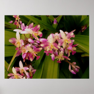 Philippine Ground Orchids Poster
