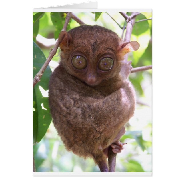 Philippine Tarsier (Front)