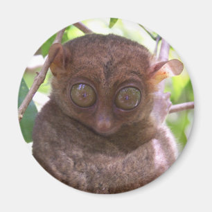 Philippine Tarsier Magnet