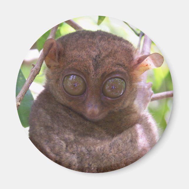 Philippine Tarsier Magnet (Front)