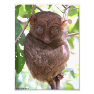 Philippine Tarsier Photo Print