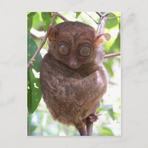 Philippine Tarsier Postcard