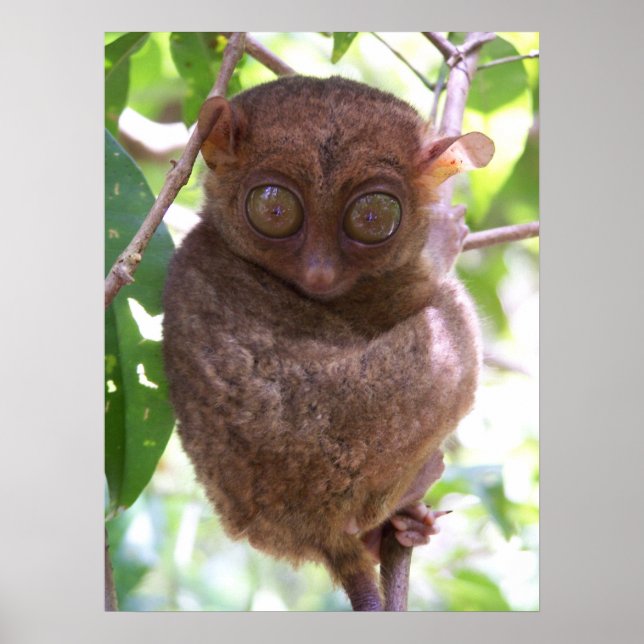 Philippine Tarsier Print (Front)
