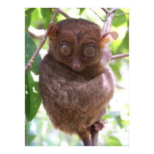 Philippine Tarsier Print