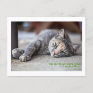 philosophical quote cat postcard