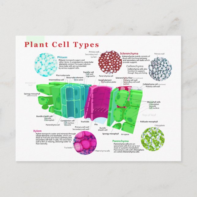 Phloem Xylem Sclerenchyma Collenchyma Leaf Postcard (Front)
