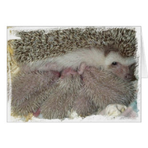 Phlox and Babies
