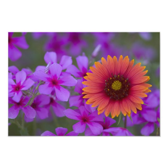 Phlox and Indian Blanket near Devine Texas Photo Print (Front)