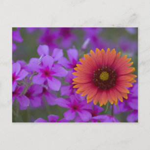 Phlox and Indian Blanket near Devine Texas Postcard