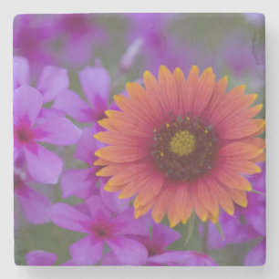 Phlox and Indian Blanket near Devine Texas Stone Coaster