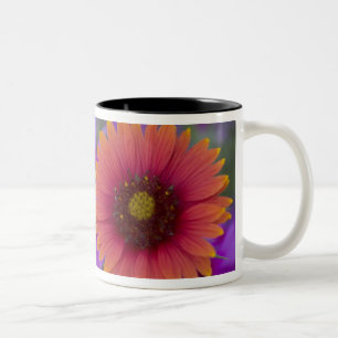 Phlox and Indian Blanket near Devine Texas Two-Tone Coffee Mug