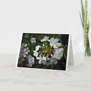 Phlox, card