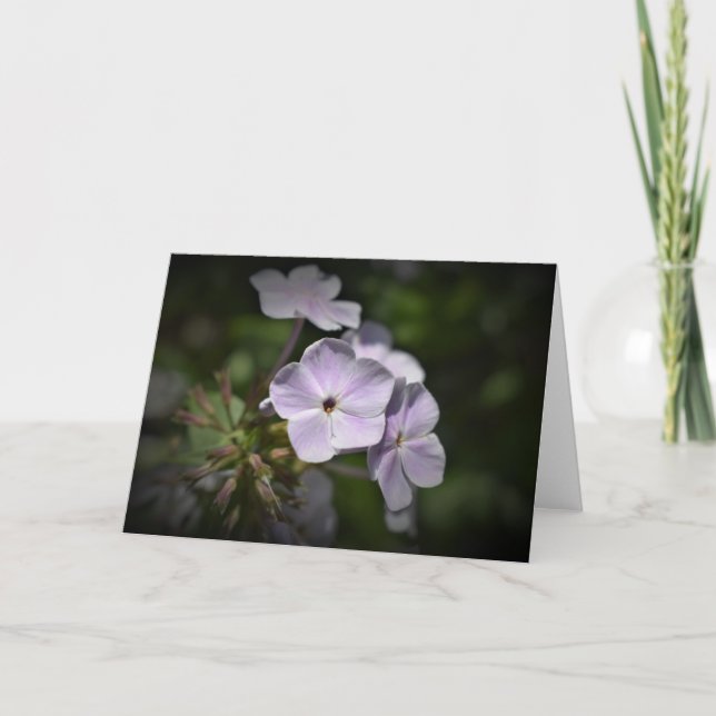 Phlox, card (Front)
