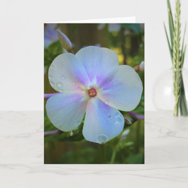 Phlox, card (Front)