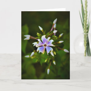 Phlox, card