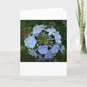 Phlox, card