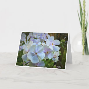 Phlox, card