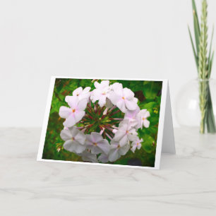 Phlox, card