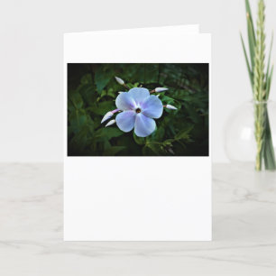 Phlox, card