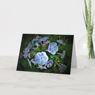 Phlox, card
