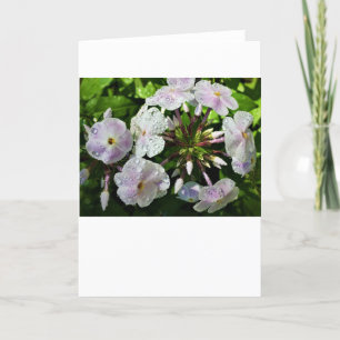 Phlox, card