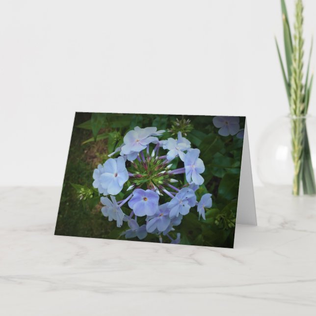 Phlox, card (Front)
