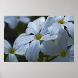 Phlox Close-up Poster