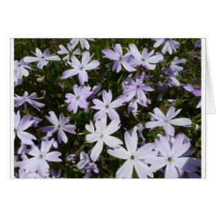 Phlox flower