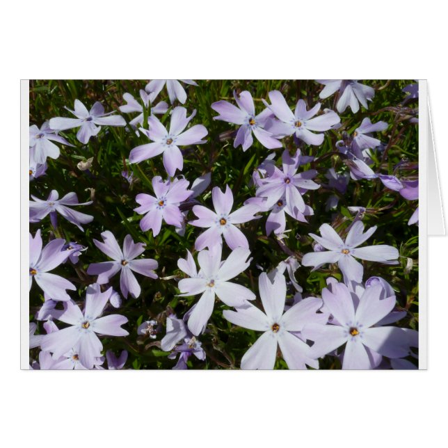Phlox flower (Front Horizontal)