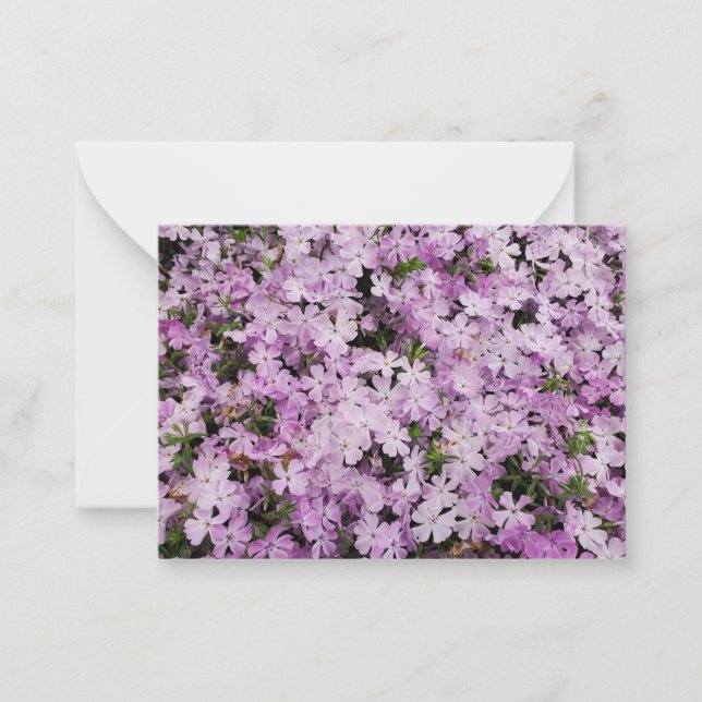 Phlox flower card (Front)