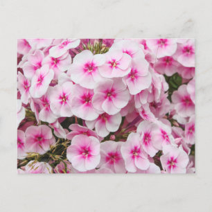 Phlox. Friary Gardens, Cardiff, Wales. Postcard