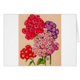 phlox in red, pink and lavender
