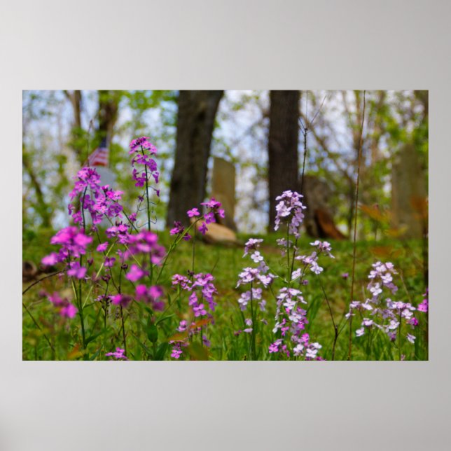 Phlox Near a Cemetery Poster (Front)