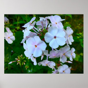 Phlox, Poster