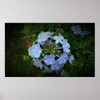 Phlox,