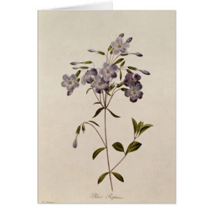 Phlox reptans