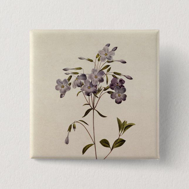 Phlox reptans 15 cm square badge (Front)