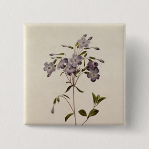 Phlox reptans 15 cm square badge