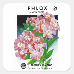 Phlox salmon glory square sticker