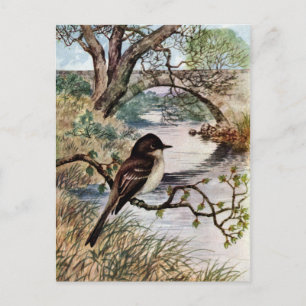 Phoebe and Stone Bridge Over Creek Postcard