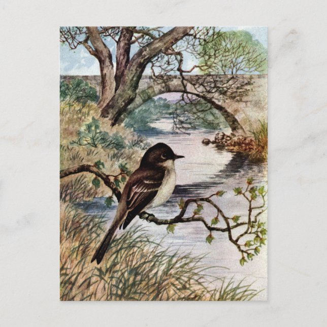 Phoebe and Stone Bridge Over Creek Postcard (Front)
