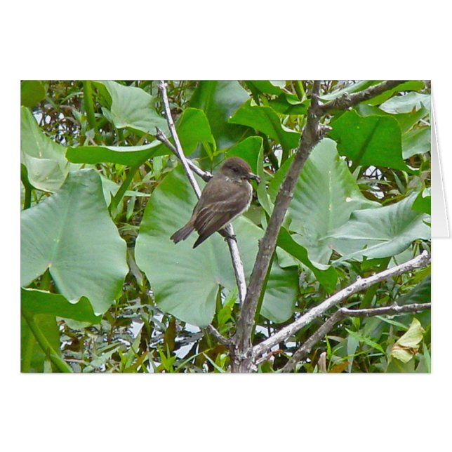 Phoebe Flycatcher (Front Horizontal)