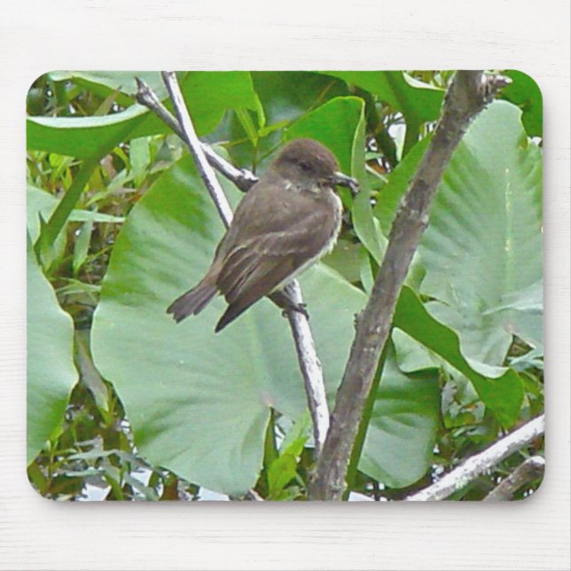 Phoebe Flycatcher Mousepad (Front)