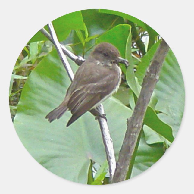 Phoebe Flycatcher Sticker (Front)