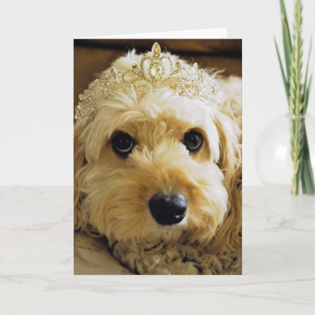 PhoebethePrincess, Cavapoo Greetings Card (Front)