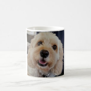 PhoebethePrincess Cavapoo on a Classic White Mug